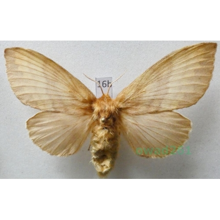 Dendrolimus sibiricus (Tschetverikov, 1908) female ex. ovo Japan16b
